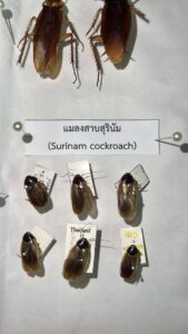 650998306_1238205728442738_6943204669917554249_n